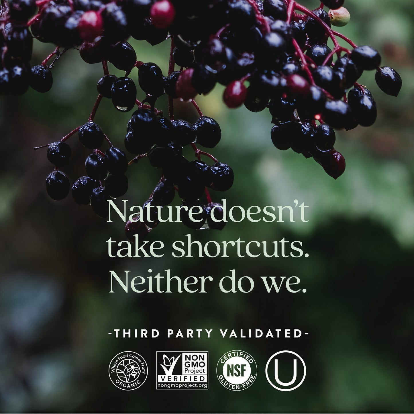 New Chapter Women's Multivitamin for Immune Support with 20+ Nutrients 96 Count